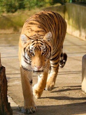 Zoo Joya Grande, una muestra de África en Santa Cruz