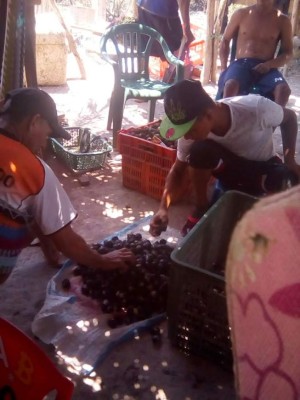 Los curiles ponen sabor a los paseos por el sur de Honduras