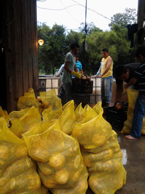 Exportaciones de malanga se duplicarán para 2014