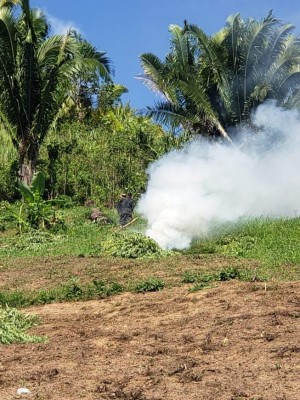 Policía de Honduras destruye 10,000 plantas de marihuana encontradas en Tocoa