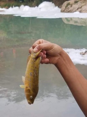 Ácido sulfónico que causó mortandad de peces en Copán es altamente tóxico