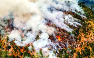 En marzo pasado, el fuego arrasó unas 64,000 hectáreas, lo que equivale a que se perdió un área de bosque equivalente a 89,600 estadios como el Olímpico.