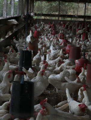Producción de carne de pollo en Honduras crece de 3 a 4%