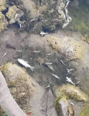 Desastre ambiental: cientos de peces muertos en río Tiste de Copán