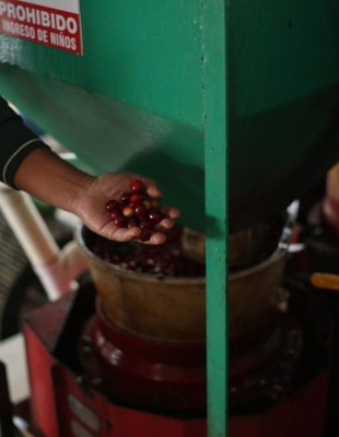 Sacá lo bueno: Aroma del café de Marcala invade el mercado mundial