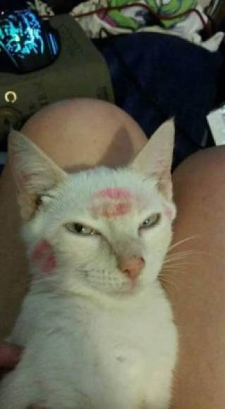 El gato de Yamileth Marquina Rodríguez con la cara marcada de besos.