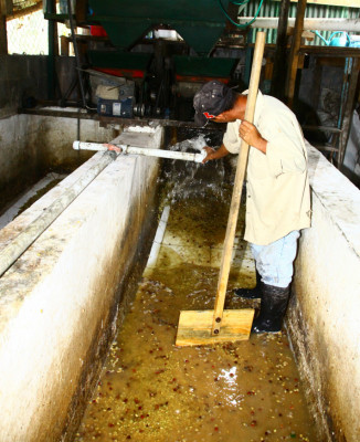 Un aromático recorrido por el proceso del café