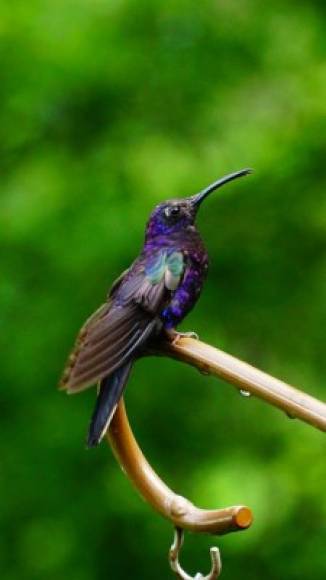 El parque es conocido por deslumbrar a los amantes de las aves.