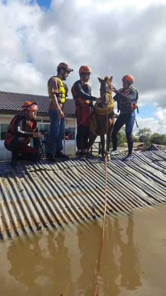 El video de un caballo, conocido como ‘Caramelo’, que lo mostraba en el tejado de una casa en medio de la inundación en la ciudad de Canoas, se viralizó en redes sociales.