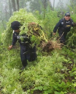 En El Paraíso decomisan 5,000 plantas de marihuana