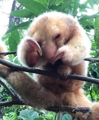 Mico Quemado, belleza natural: refugio de fauna y vida silvestre