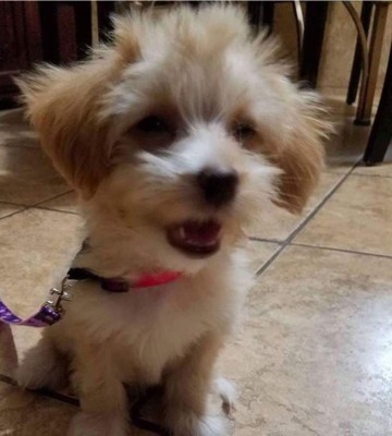 Día Internacional del perro: Cibernautas comparten fotografías de sus mascotas
