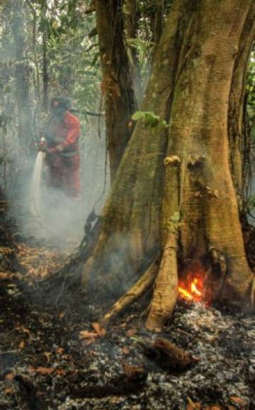 Aquel año, el fuego arrasó una extensión de 2,6 millones de hectáreas, lo que suscitó una serie de medidas gubernamentales para proteger y restaurar los bosques protegidos y las turberas.