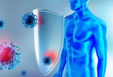 ¿Es posible rejuvenecer el sistema inmunitario?