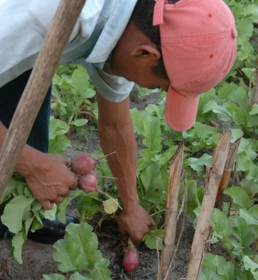 Chile asesora al agro