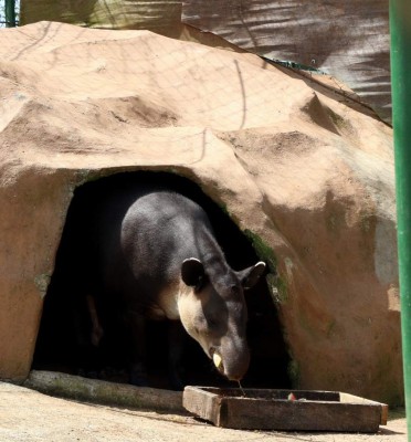 Veterinaria de Joya Grande no cree que se deshagan de leones comelones