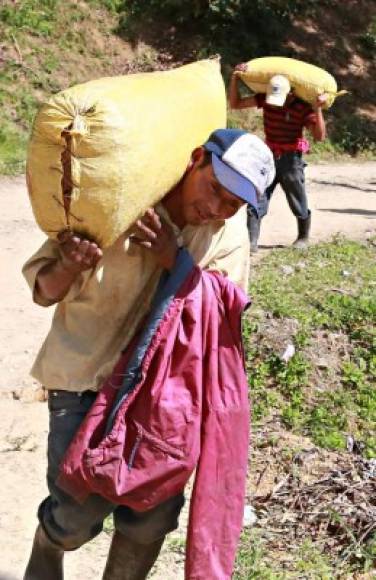 Hondureños trasladan sacos de café de las fincas en Copán.