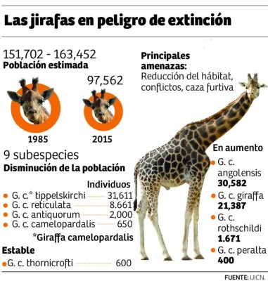 La jirafa entra en la lista de especies en peligro