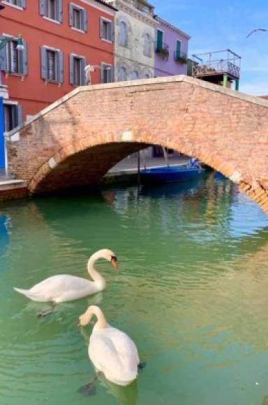 'Un efecto inesperado de la pandemia - el agua que fluye por los canales de Venecia está limpia por primera vez en mucho tiempo. Los peces son visibles, los cisnes han vuelto', escribió una italiana en Twitter.