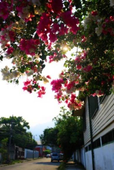 Flores de bougainvillea conocidos como napoleón también adornan diferentes zonas sampedranas.