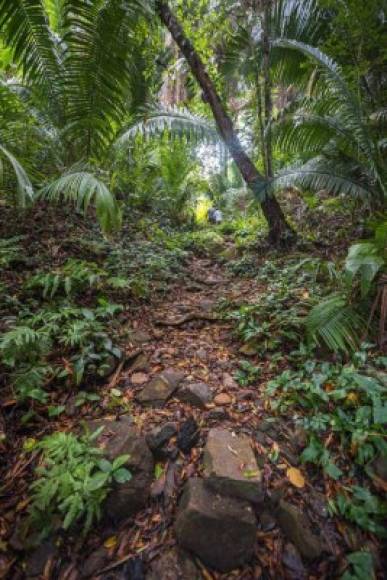 El Parque Nacional Jeanette Kawas también fue visitado por la pareja y cuentan que vieron numerosas especies de animales.