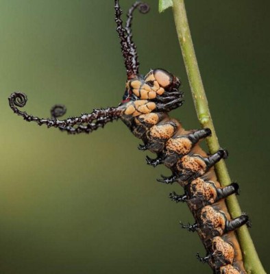 Los insectos más extraños del mundo  