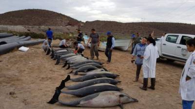 El fenómeno ocurrido puede tener muchas causas, desde una enfermedad hasta la desorientación de los delfines. Foto: Twitter @PROFEPA_Mx