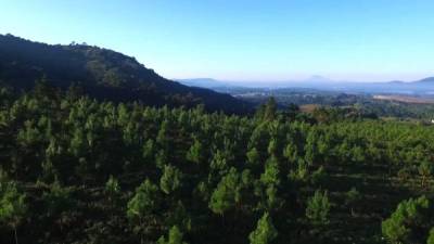 Fotografía sin fecha de la Finca Agua Tibia, ubicada en el municipio de San José Pinula (Guatemala), que recibió un galardón por sus buenas prácticas en manejo forestal. EFE/INDUSTRIAS AGRÍCOLAS CENTROAMERICANAS S.A