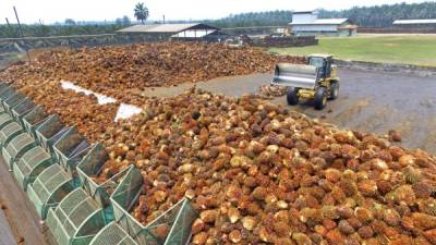 Los productores de aceite de palma estiman que a causa de los dos huracanes dejarán de exportar un 15% de lo que habían proyectado para 2020.