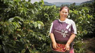 Café Joselinda se produce a 1,248 metros sobre el nivel del mar, bajo la denominación de origen Do Marcala