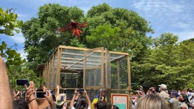 La liberación de guacamayas es parte del proyecto que ejecuta Macaw Mountain con fondos de la Fundación Pro Alas.