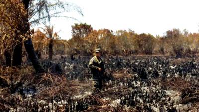 Un militar en medio del daño, el hábitat de muchas especies fue destruido. Fotos: Yoseph Amaya