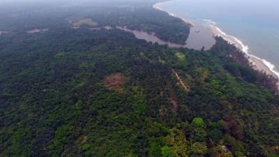 Plantaciones ocultas entre la vegetación del área núcleo en la zona del Río Plátano. Foto: Yoseph Amaya