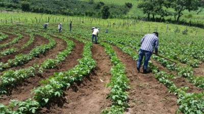 Imagen de los productores que participarán en la iniciativa liderada por la SAG.