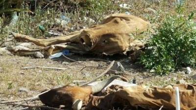 Vacas muertas debido a la sequía en Honduras.