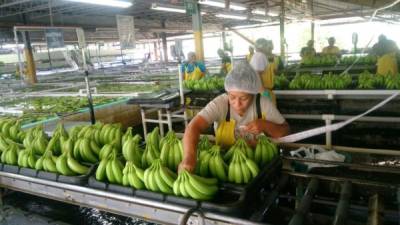 Bananos corte embarque.