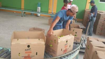 Hombres trabajan en el empaque de naranjas para exportación, uno de los tanto cultivos orgánicos de Honduras.