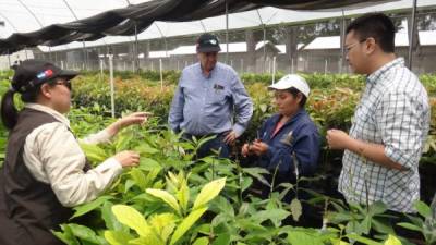 DESARROLLO. Delegaciones de taiwaneses visitan plantaciones de productos agroindustriales en el centro de Honduras.