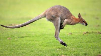 Un canguro salta a una velocidad de 60 kilómetros por hora y puede vencer obstáculos de tres metros de altura.