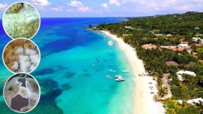 Los arrecifes de coral del Caribe están disminuyendo rápidamente debido al cambio climático, factores antropogénicos y las enfermedades infecciosas.