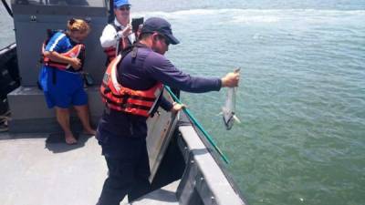 Las autoridades realizaron diversas inspecciones en las aguas del Golfo de Nicoya.