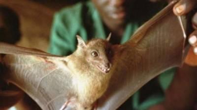 El murciélago Mops condylurus podría ser el culpable del ébola.