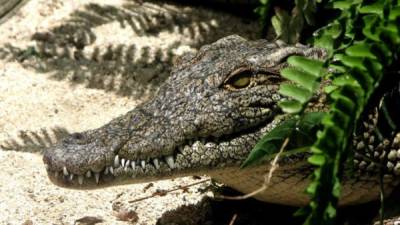 Los cocodrilos son uno de los animales más peligrosos.