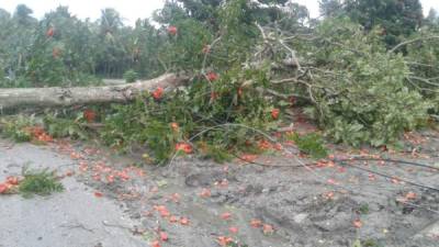 La caída de árboles sobre el tendido eléctrico afectan zonas de Puerto Cortés.