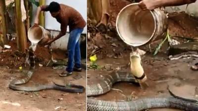 La Cobra es prácticamente del tamaño del hombre que la baña como un animal inofensivo.