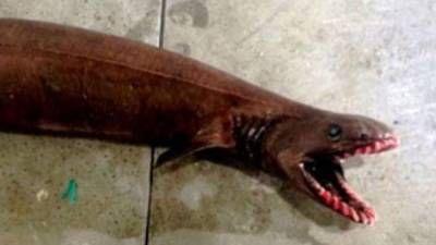 El 'tiburón anguila' marrón mide dos metros de largo, es conocido también como un 'fósil viviente'