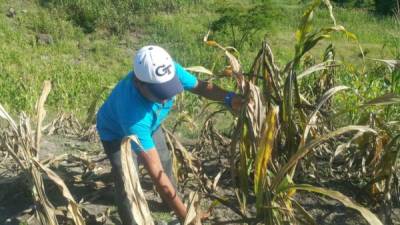 La ausencia de lluvia tiene secos los cultivos de maíz.