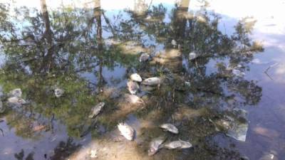 Miles de peces se aferran a no morir en las aguas del estero del barrio Potreritos por la falta de oxígeno provocada por el cierre de la barra que da acceso al mar.