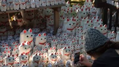 Estos gatitos blancos y robustos han cumplido su función de talismán en el templo, que cada vez recibe más visitantes. Foto.AFP