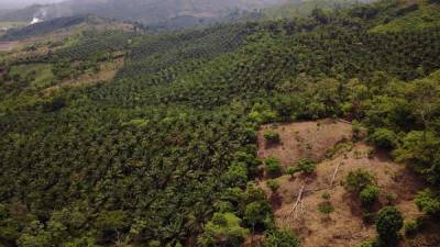 Plantaciones nuevas de palma han desplazado el bosque en la cordillera Mico Quemado. Fotografía tomada el 12 de julio de 2017.